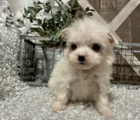 ALLY, a female Maltese for sale in Sharon, KS – Photo 3 of 8