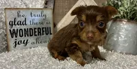 SUSIE, a female Yorkshire Terrier for sale in Sharon, KS – 6 of 7