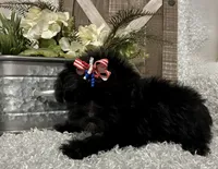 DOTTIE, a female Yorkipoo for sale in Sharon, KS – 2 of 8