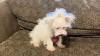 RALPHIE, a male Maltese for sale in Sharon, KS – 8 of 8