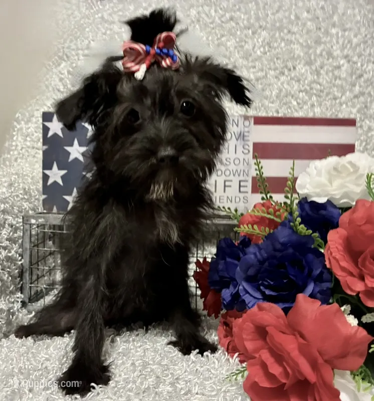 DOTTIE – Yorkipoo puppy for sale in Sharon, KS