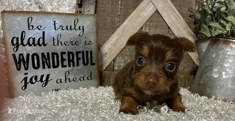 SUSIE – Yorkshire Terrier puppy for sale in Sharon, KS