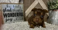 SUSIE, a female Yorkshire Terrier for sale in Sharon, KS – 1 of 7