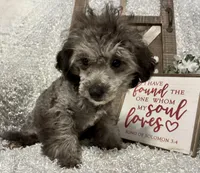 FIDO, a male Poodle - Miniature  for sale in Sharon, KS – Photo 2 of 9