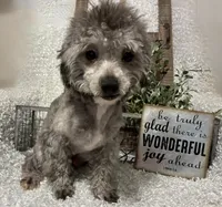 FIDO, a male Poodle - Miniature  for sale in Sharon, KS – 5 of 8