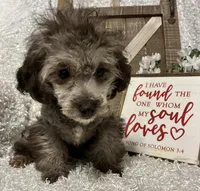 FIDO, a male Poodle - Miniature  for sale in Sharon, KS – Photo 5 of 9