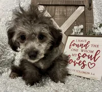 FIDO, a male Poodle - Miniature  for sale in Sharon, KS – Photo 6 of 9