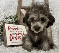 FIDO, a male Poodle - Miniature  for sale in Sharon, KS – Photo 9 of 9