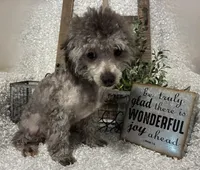 FIDO, a male Poodle - Miniature  for sale in Sharon, KS – 2 of 8