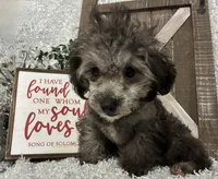 FIDO, a male Poodle - Miniature  for sale in Sharon, KS – Photo 3 of 9