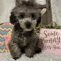 FIDO, a male Poodle - Miniature  for sale in Sharon, KS – Photo 1 of 7