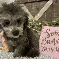 FIDO, a male Poodle - Miniature  for sale in Sharon, KS – Photo 3 of 7
