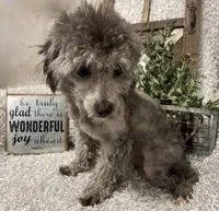 FIDO, a male Poodle - Miniature  for sale in Sharon, KS – 7 of 8