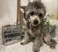 FIDO, a male Poodle - Miniature  for sale in Sharon, KS – 8 of 8