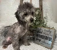 FIDO, a male Poodle - Miniature  for sale in Sharon, KS – 6 of 8