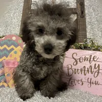 FIDO, a male Poodle - Miniature  for sale in Sharon, KS – Photo 5 of 7