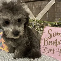 FIDO, a male Poodle - Miniature  for sale in Sharon, KS – Photo 7 of 7