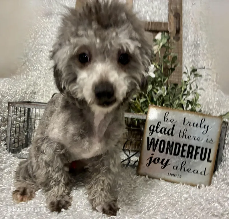 FIDO – Poodle - Miniature  puppy for sale in Sharon, KS