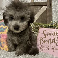 FIDO, a male Poodle - Miniature  for sale in Sharon, KS – Photo 6 of 7