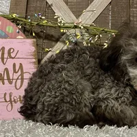 FIDO, a male Poodle - Miniature  for sale in Sharon, KS – Photo 4 of 7