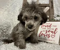 FIDO, a male Poodle - Miniature  for sale in Sharon, KS – Photo 7 of 9