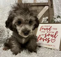 FIDO, a male Poodle - Miniature  for sale in Sharon, KS – Photo 1 of 9