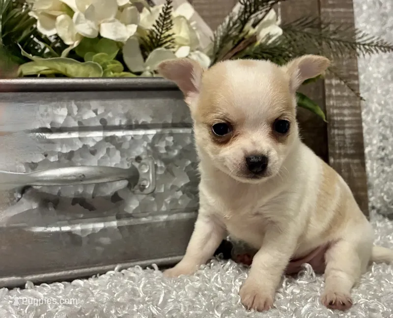 CHICO – Chihuahua puppy for sale in Sharon, KS