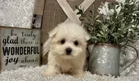 ANDY, a male Maltese for sale in Sharon, KS – 5 of 8