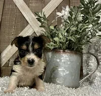 TOOTSIE, a female Yorkshire Terrier for sale in Sharon, KS – 1 of 9