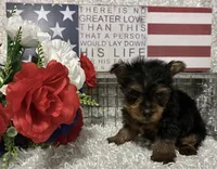 RONNIE, a male Yorkshire Terrier for sale in Sharon, KS – 4 of 7