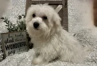 OLLIE, a male Maltese for sale in Sharon, KS – 8 of 8
