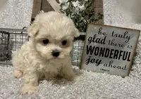RALPHIE, a male Maltese for sale in Sharon, KS – Photo 8 of 9