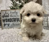 RALPHIE, a male Maltese for sale in Sharon, KS – Photo 5 of 9
