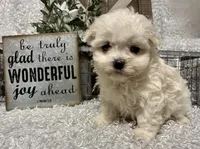 RALPHIE, a male Maltese for sale in Sharon, KS – Photo 4 of 9