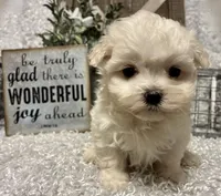 RALPHIE, a male Maltese for sale in Sharon, KS – Photo 7 of 9
