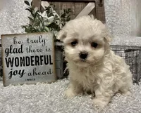 RALPHIE, a male Maltese for sale in Sharon, KS – Photo 9 of 9