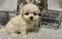 RALPHIE, a male Maltese for sale in Sharon, KS – Photo 6 of 9