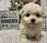 RALPHIE, a male Maltese for sale in Sharon, KS – Photo 3 of 9