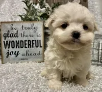 RALPHIE, a male Maltese for sale in Sharon, KS – Photo 1 of 9