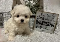 RALPHIE, a male Maltese for sale in Sharon, KS – Photo 2 of 9