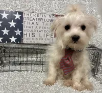 RALPHIE, a male Maltese for sale in Sharon, KS – 5 of 8