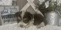 BUSCUIT, a male Yorkshire Terrier for sale in Sharon, KS – 2 of 9