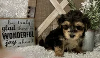 MAX, a male Morkie for sale in Sharon, KS – 2 of 7