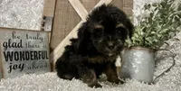 KING CHARLIE, a male Yorkipoo for sale in Sharon, KS – 3 of 8