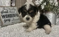 0RE0, a male Yorkshire Terrier for sale in Sharon, KS – 3 of 8