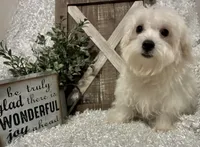 OLLIE, a male Maltese for sale in Sharon, KS – 4 of 8