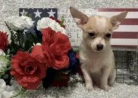 CHICO, a male Chihuahua for sale in Sharon, KS – 10 of 10