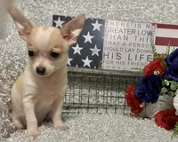 CHICO, a male Chihuahua for sale in Sharon, KS – 9 of 10