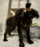 DOTTIE, a female Yorkipoo for sale in Sharon, KS – 4 of 7