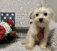 RALPHIE, a male Maltese for sale in Sharon, KS – 4 of 10